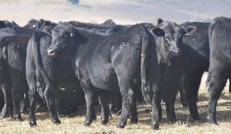 PTIC females in strong demand on AuctionsPlus, as rain stirs up restockers
