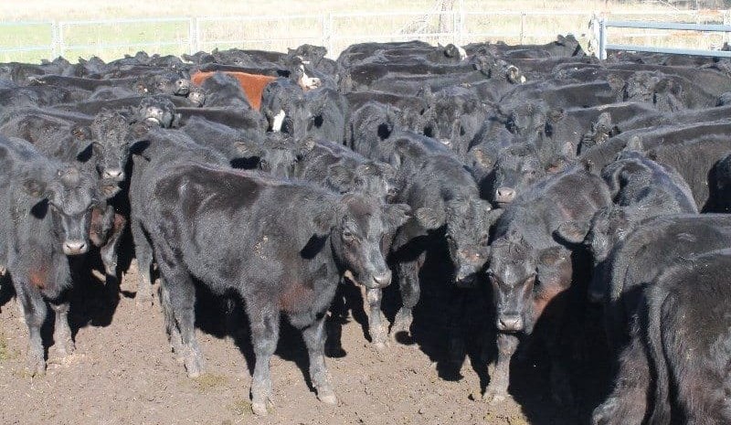 Red hot market continues on Auctions Plus, with Angus feeders topping 404c