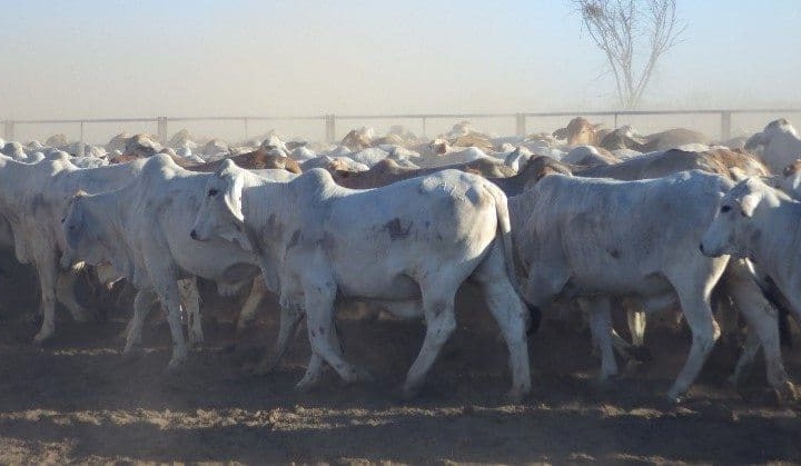 Indonesian customer uses force majeure clause on live export shipment