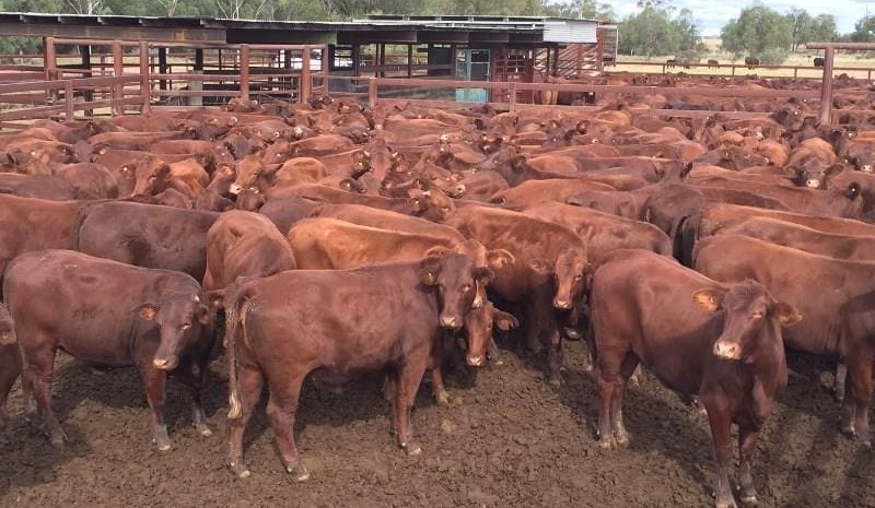Strong restocker, backgrounder and lotfeeder competition delivers 97pc clearance on AuctionsPlus