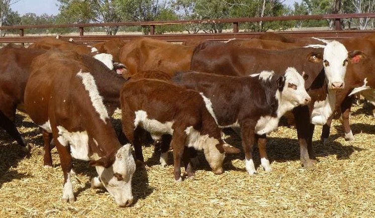 Breeders in high demand as rain curbs AuctionsPlus numbers