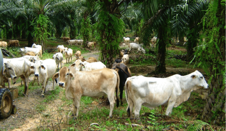 A beef investment opportunity lying under an equatorial palm tree