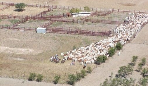 Carbon uncertainty pushes NT cattle station to market