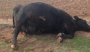 Bloat deaths in cattle – warning to graziers