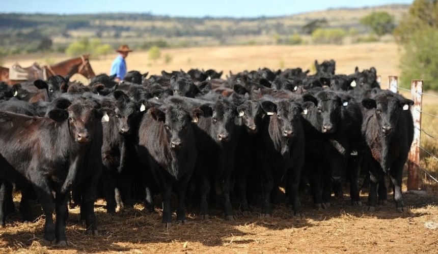 Big feature lines at Roma sale will be backed by new online bidding interface