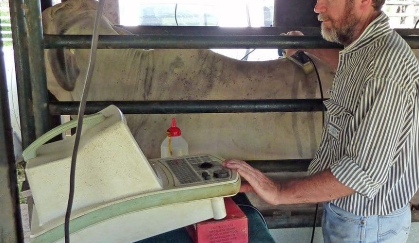 Weekly genetics review: Are bull breeders collecting the right performance data?