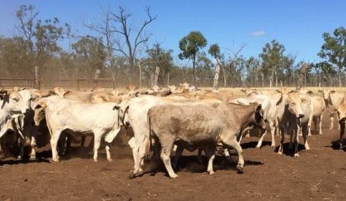 Rain impact being seen in store breeder market