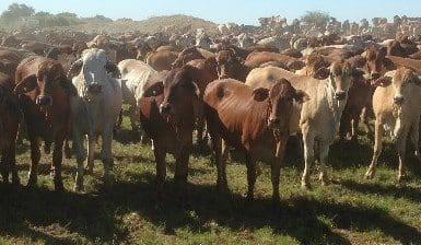 Record Wagyu F1 price headlines larger AuctionsPlus catalogue
