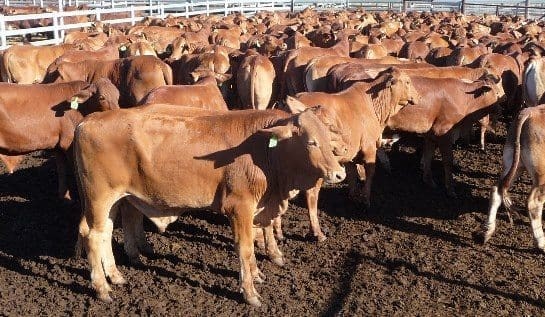 PTIC females in high demand, as AuctionsPlus numbers climb to 12,000 head