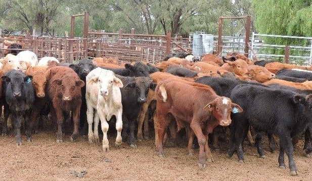Solid rises for young cattle on AuctionsPlus