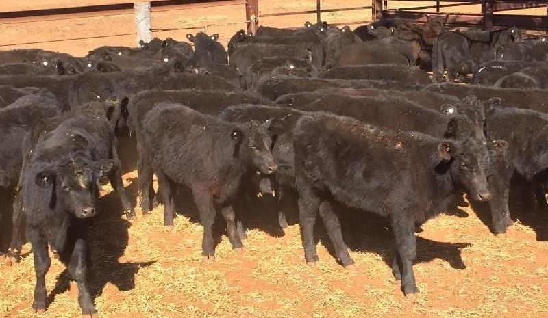 Young cattle provide highlights in smaller AuctionsPlus offering
