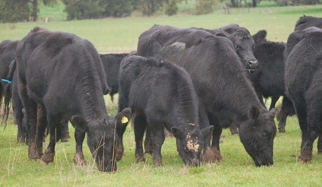 Weekly genetics review: Fertility traits – using genetics to drive herd fertility