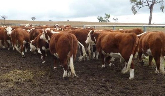Northern feeders dominate smaller AuctionsPlus yarding