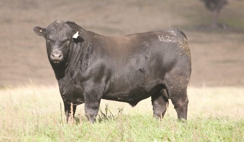 Introducing Beef Central’s exclusive national bull sales summaries