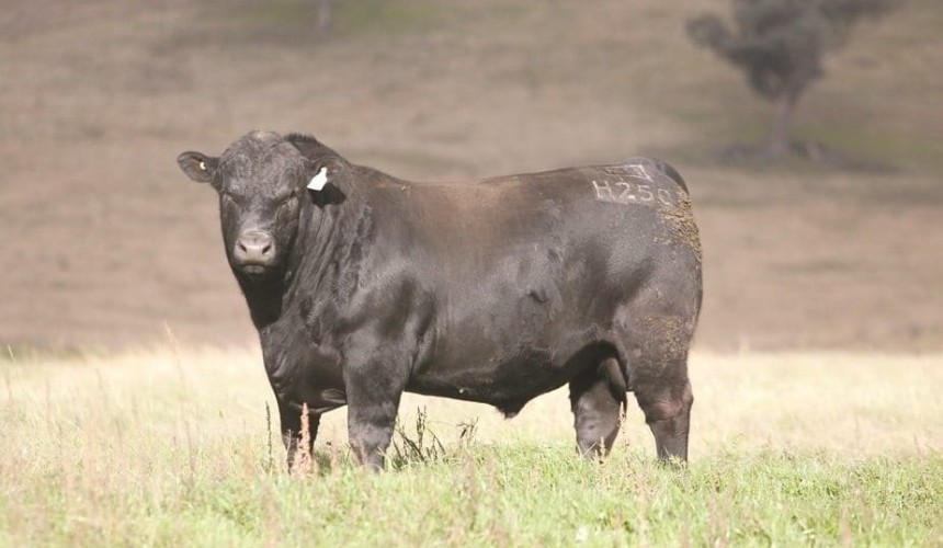 Understanding the Angus Breeding Index