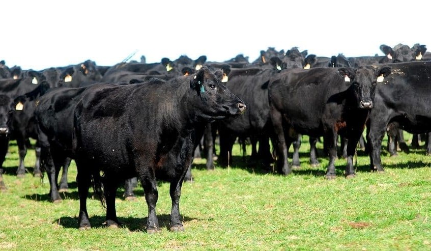 Angus Australia launches new genetic evaluation platform