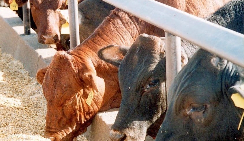 Illegal feedlot entry raises broader questions, says ALFA