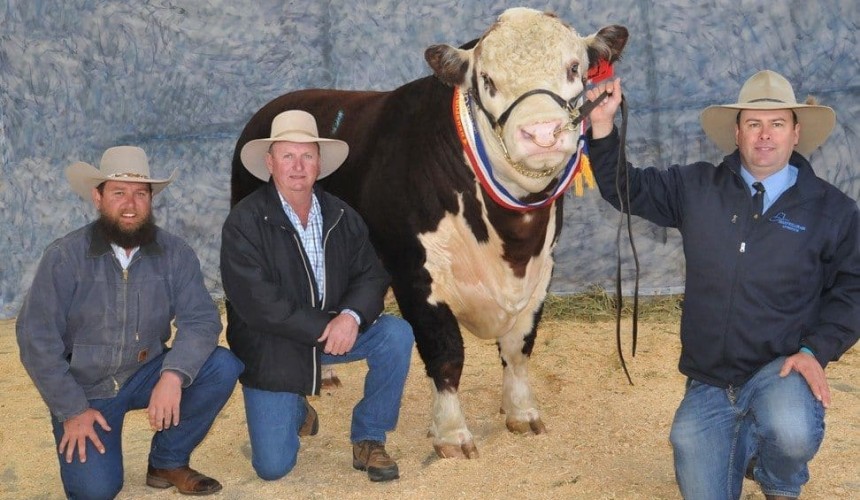 Expectations high for spring bull sales