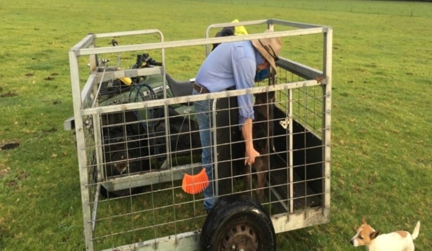 Stock handling equipment:  Calf capture units aid in Breedplan recording + VIDEOS
