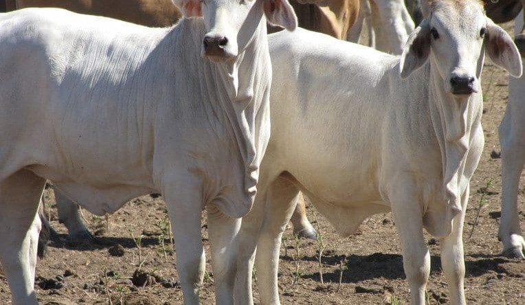 Kalala provides acid test for large-scale, fully-stocked northern cattle holdings