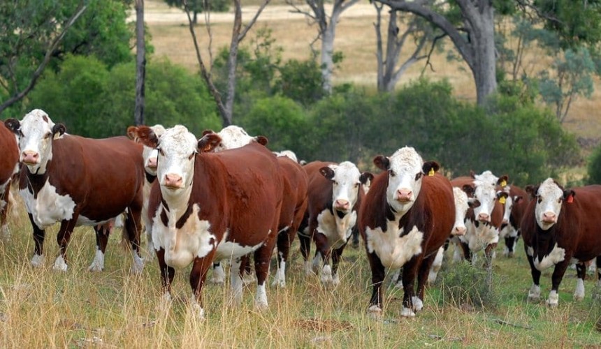 Weekly genetics review: the elusive polled gene not so elusive