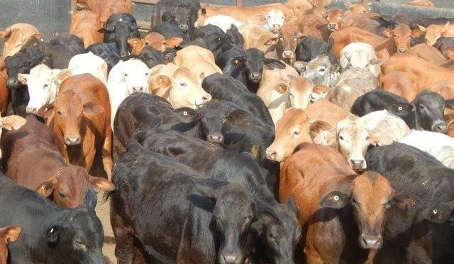 Weekly genetics review: Where is the industry up to with Multi-Breed EBVs?