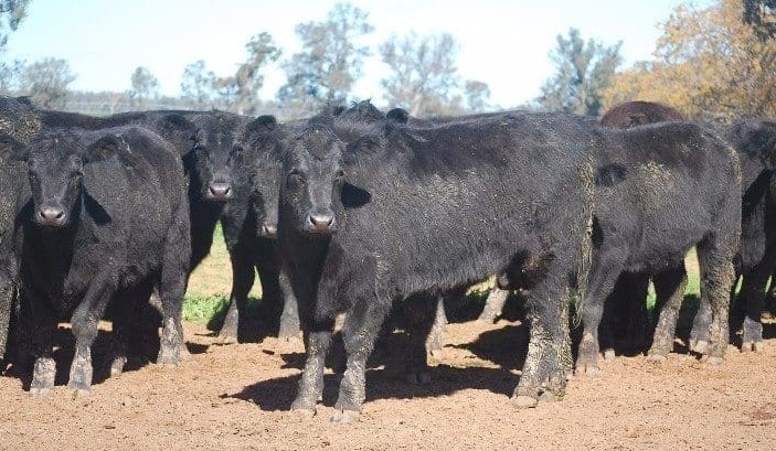 Angus feeder premiums nosedive, driven by dry conditions and flat consumer demand