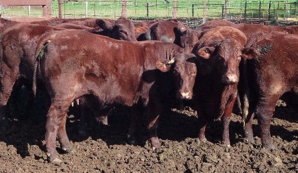 Unjoined heifers, steers dominate larger AuctionsPlus offering
