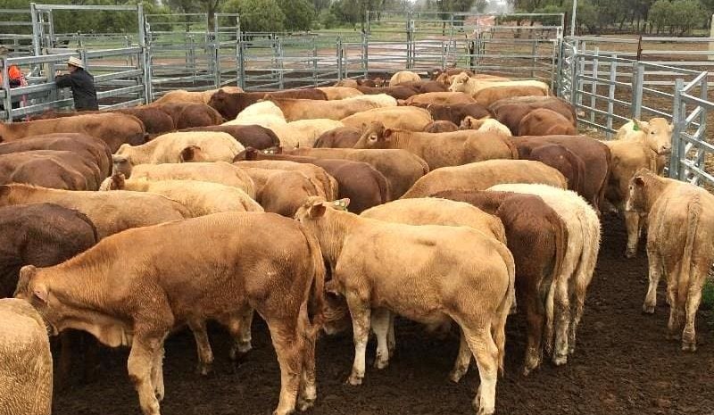 Rises across young cattle categories, in rain affected AuctionsPlus offering