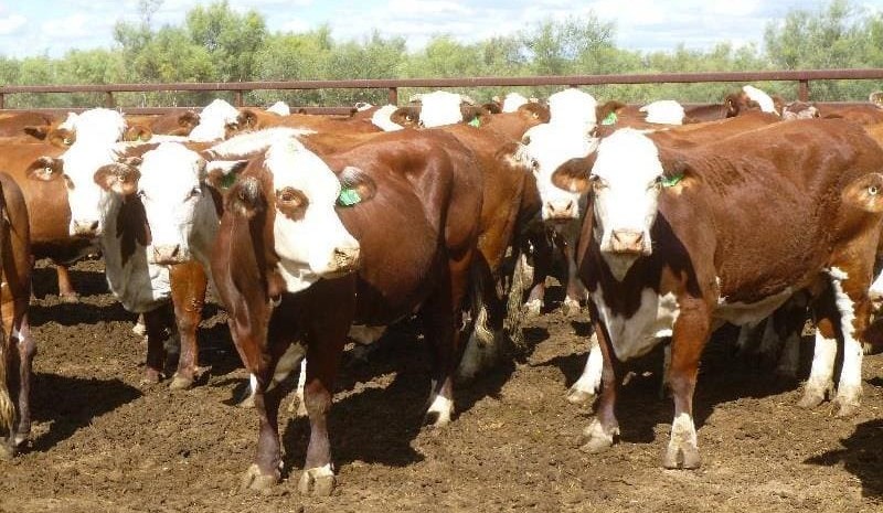 Weekly genetics review: Defining the ‘core breeder’ in times of drought