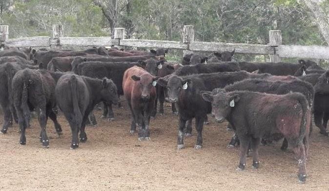 Young cattle again dominate listings, as AuctionsPlus records fall