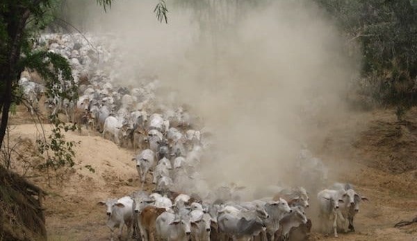 Keough North Qld cattle assets could raise $70m