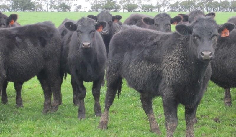 Is it the best week ever for Australian bull sales?