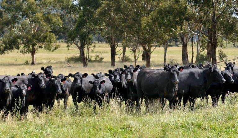 Weekly genetics review: Net feed efficiency within a breeding herd