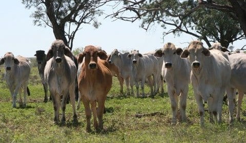 CPC to divest three Qld properties to focus on northern development