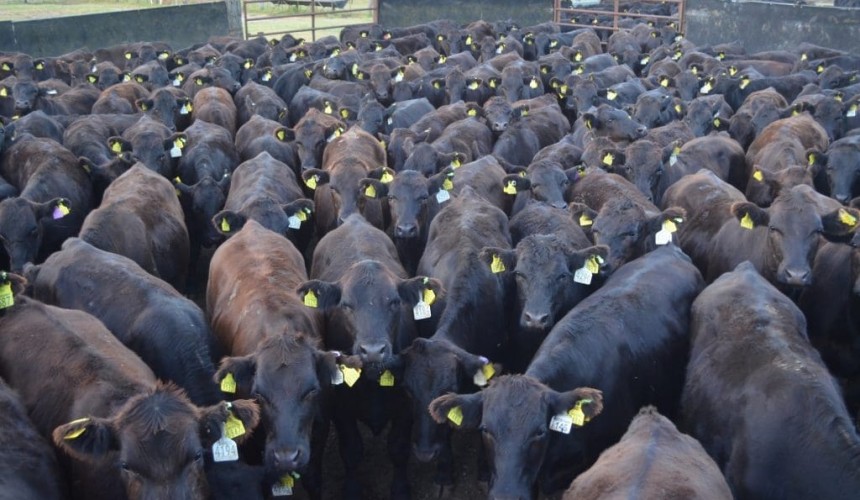 Wagyu live export trade to Japan re-opens