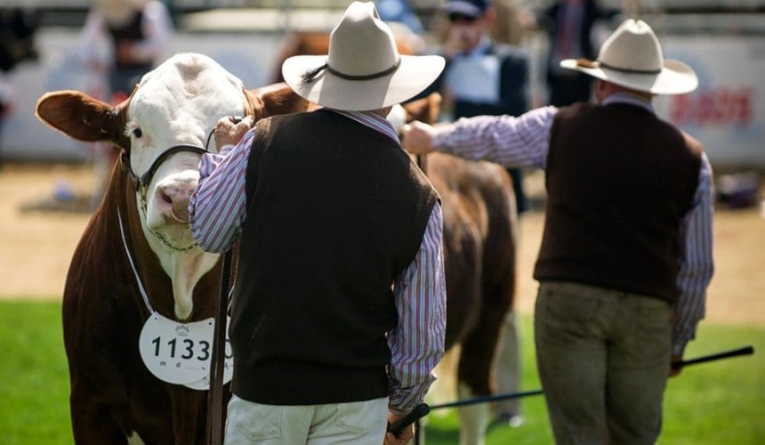 Premium market segments maintain their price difference, despite record cattle values