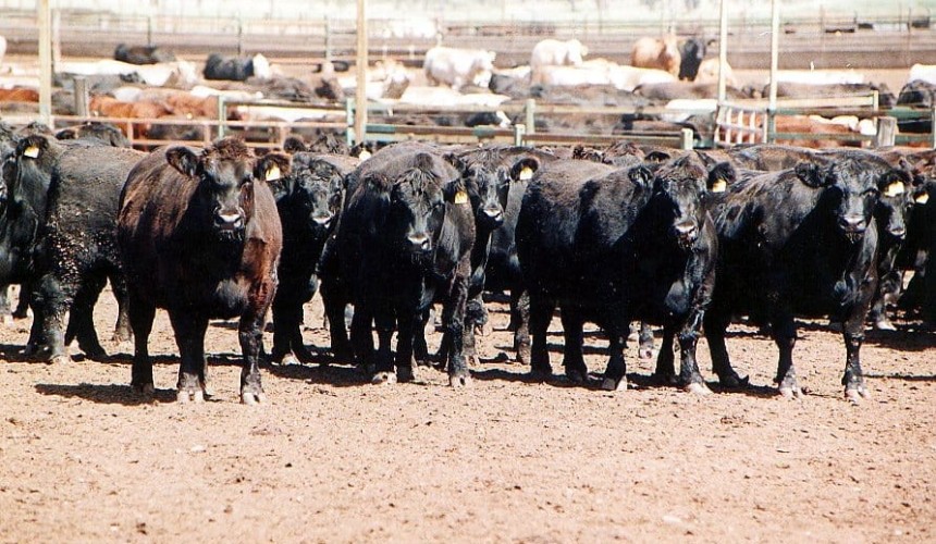 Angus focuses new learning initiative on commercial beef sector