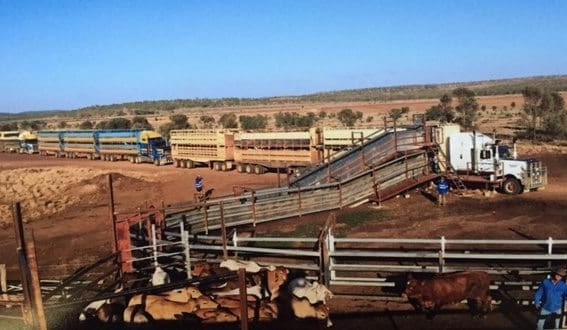Seasonal change brings new strategy for Kenny’s Llanarth feedlot