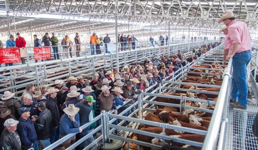 Australia’s newest saleyards complex opens for business at Yass