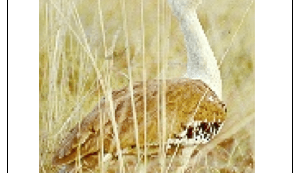 Save the poor bustard! (From what?)