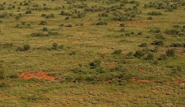 Recent rains bring extensive Longreach block to the market