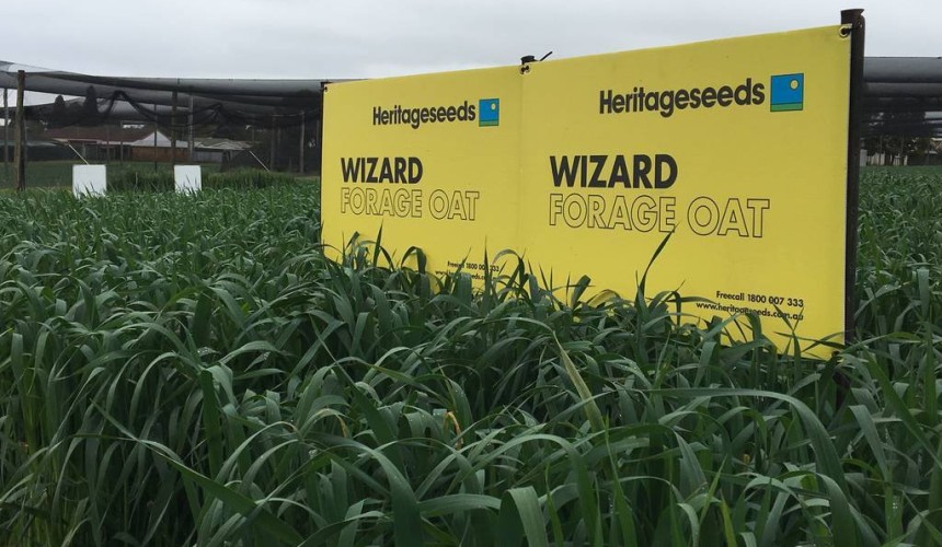New Oats variety launched in Queensland