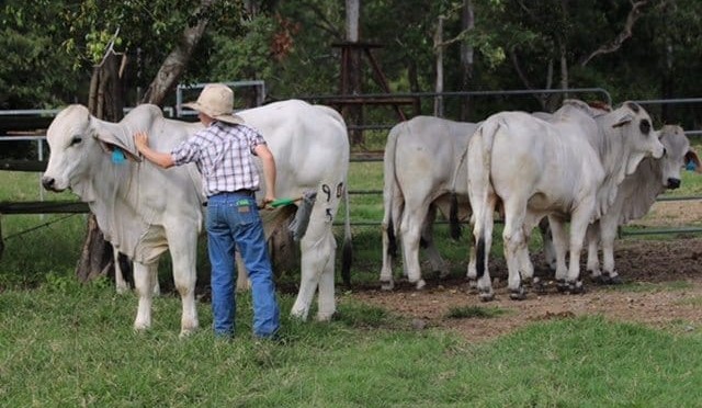 Weekly genetics review: Northern commercial herds focus on temperament