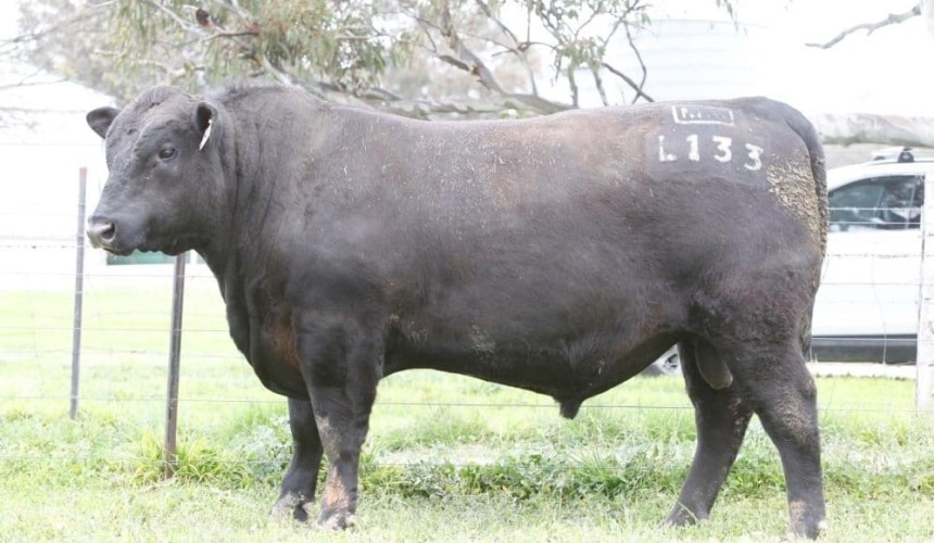 Records keep tumbling in memorable year for spring bull sales