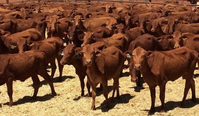 Strong competition on cows and calves in larger AuctionsPlus offering