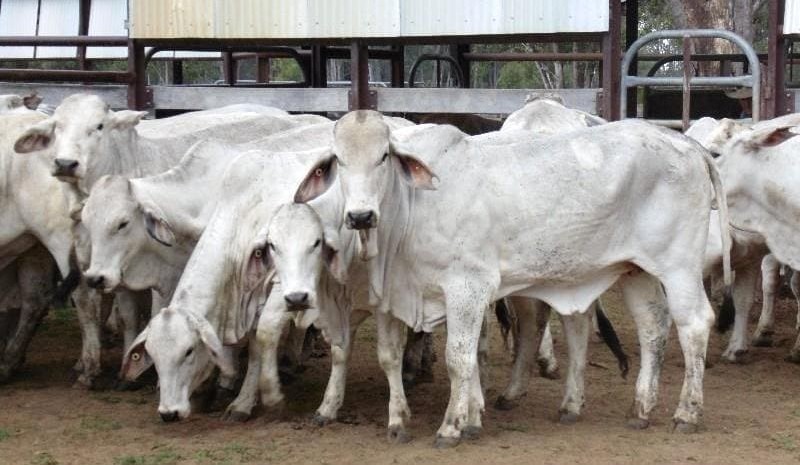 Rain-fuelled start to spring sees AuctionsPlus first-calf females avg $2440