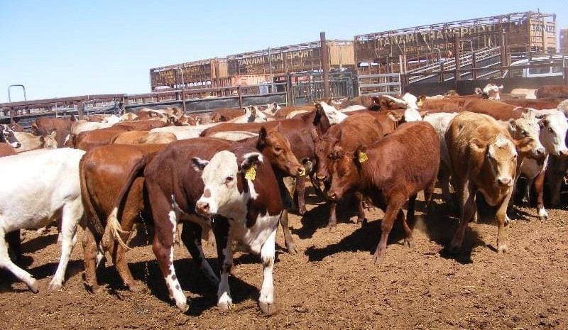 First-calf cows & calves top $2665 in rain-impacted AuctionsPlus offering