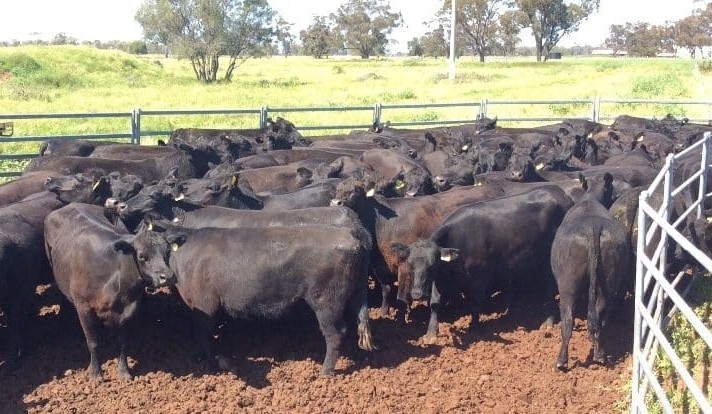 Strong spring outlook drives high clearance rates on AuctionsPlus