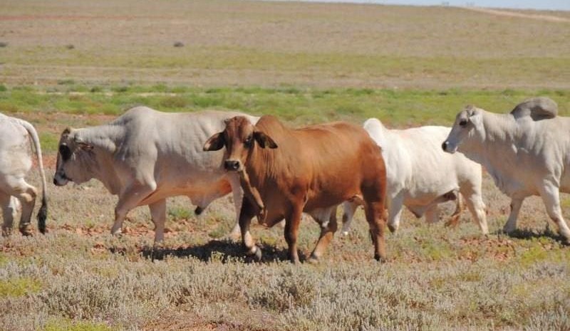 New rapid tests for bluetongue virus